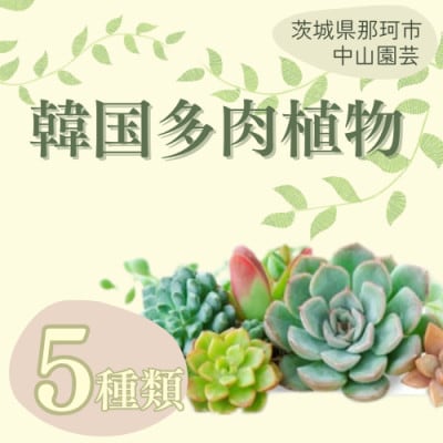 韓国多肉植物　抜き苗　アソート5種類　詰め合わせ
