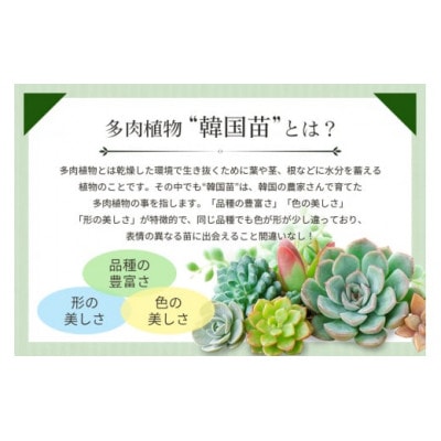 韓国多肉植物　抜き苗　アソート5種類　詰め合わせ