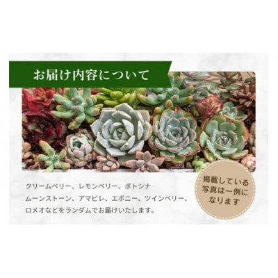 韓国多肉植物　抜き苗　アソート5種類　詰め合わせ