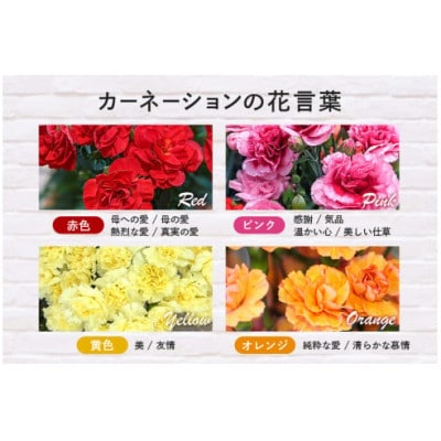 【2026年5月上旬発送】鉢植えカーネーション(赤系) 5号
