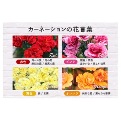 【2026年5月上旬発送】鉢植えカーネーション(ピンク系) 5号