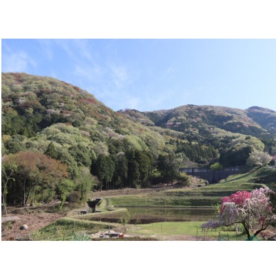 山桜はちみつと春の田舎はちみつの3種セット【B3山桜】【茨城県共通返礼品/五霞町】