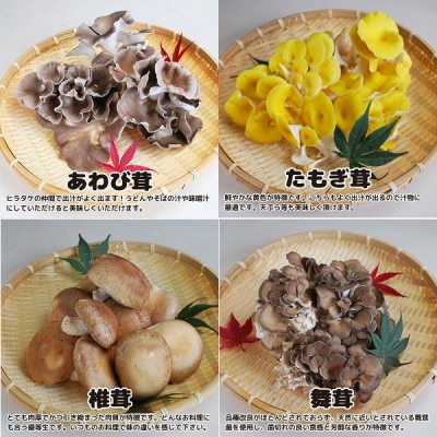 きのこの詰め合わせ Sサイズ(約1kg)【茨城県共通返礼品:城里町】