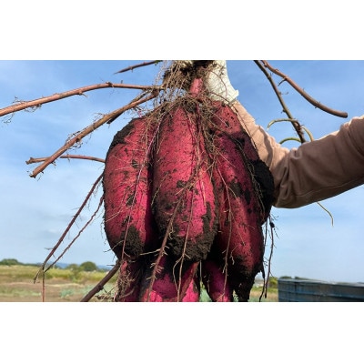 【訳あり】茨城県産 熟成紅はるか さつまいも 約5kg