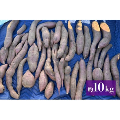【訳あり】茨城県産 熟成紅はるか さつまいも 約10kg