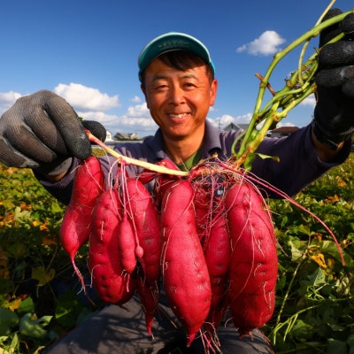 《1.8kg》さつまいも(なると金時)徳島松茂町産　M、Lサイズミックス6～10本程度