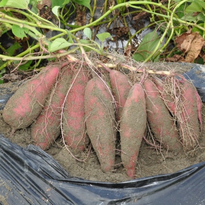 《1.8kg》さつまいも(なると金時)徳島松茂町産　M、Lサイズミックス6～10本程度