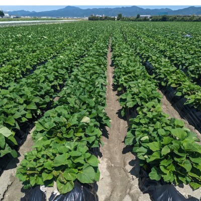 《3kg》松茂町産　喜来やさい園の熟成紅はるか