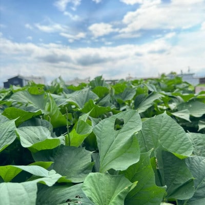《3袋》IMOYA YAMAKIの干し芋(90g×3)　さつまいも専門店の食べるスイーツ