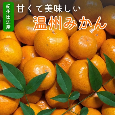【先行予約】温州みかん10kg(S～Mサイズ)※11月中旬～12月下旬に順次発送【kjt006-1】