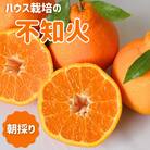 【先行予約】木熟 ハウス栽培の不知火7kg ※3月中旬～4月中旬頃に順次発送予定【kjt008】