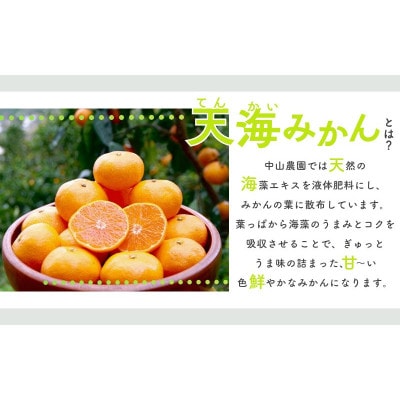 天海みかん 完熟宮川早生3kg 【先行予約】/ 和歌山【nak005-1】