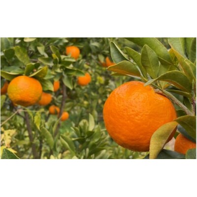 ポンカン4kg ※1月から順次発送 / 和歌山県 田辺市【nak009-1】