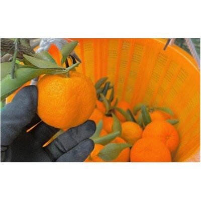 ポンカン4kg ※1月から順次発送 / 和歌山県 田辺市【nak009-1】