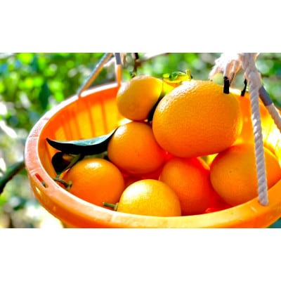 【期間限定】紅八朔4kg ※1月下旬から順次発送予定 / 和歌山県【nak012-1】