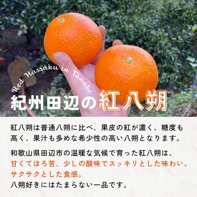 【期間限定】紅八朔4kg ※1月下旬から順次発送予定 / 和歌山県【nak012-1】