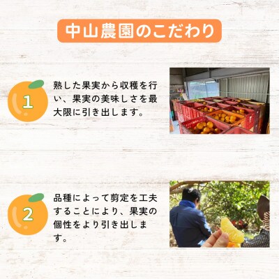 【期間限定】紅八朔4kg ※1月下旬から順次発送予定 / 和歌山県【nak012-1】