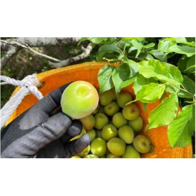 【先行予約】中山農園の南高梅　青梅1kg ※2026年5月下旬から順次発送【nak016-1】