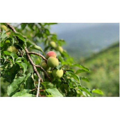 【先行予約】中山農園の南高梅　青梅1kg ※2026年5月下旬から順次発送【nak016-1】