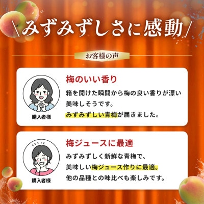 【先行予約】中山農園の南高梅　青梅1kg ※2026年5月下旬から順次発送【nak016-1】