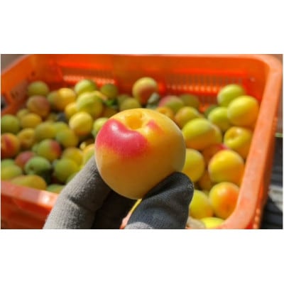 中山農園の南高梅　完熟梅1kg※2026年6月中旬から順次発送【nak020-1】