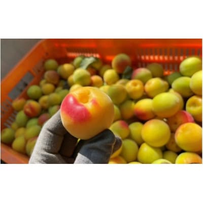 中山農園の南高梅　完熟梅1kg※2026年6月中旬から順次発送【nak020-1】