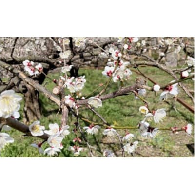 中山農園の南高梅　完熟梅1kg※2026年6月中旬から順次発送【nak020-1】