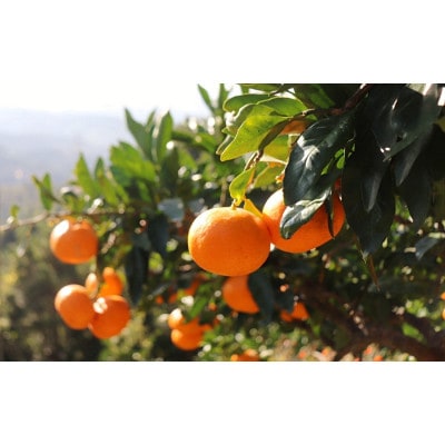 天海みかん 完熟宮川早生5kg 【先行予約】/ 和歌山【nak006-1】