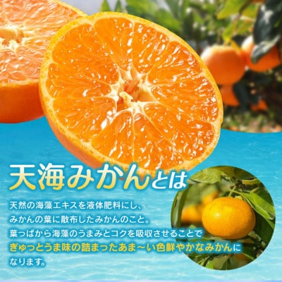 天海みかん 完熟宮川早生 10kg 和歌山 田辺市 農家直送【nak007-1】