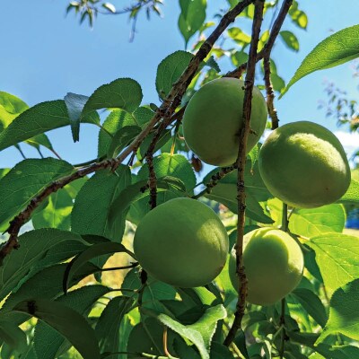 紀州南高梅(青梅)5kg ※2025年6月頃に順次発送予定【hnt004】