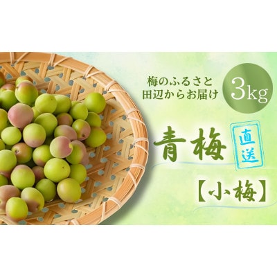 青梅【小梅】 3kg(2026年5月頃から順次発送予定)/ 生梅【tcs019】