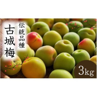 【先行予約】 青梅【古城梅】 3kg(2026年5月より順次発送予定)/ 生梅【tcs020】