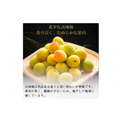 【先行予約】 青梅【古城梅】 3kg(2026年5月より順次発送予定)/ 生梅【tcs020】