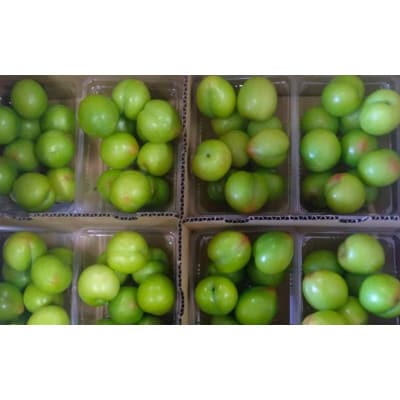 先行予約 すもも(大石)900g(450g×2)※5月下旬～順次発送予定【mtm010-2】