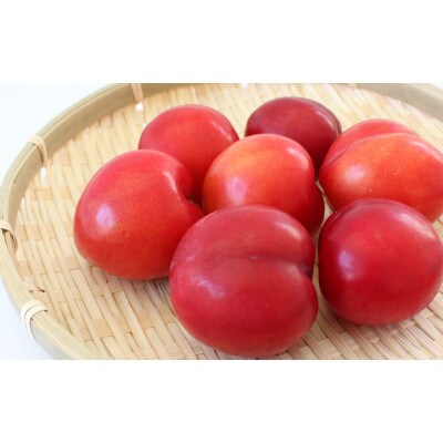 先行予約 すもも(大石)1.8kg(450g×4P) ※5月下旬～順次発送予定【mtm006-2】