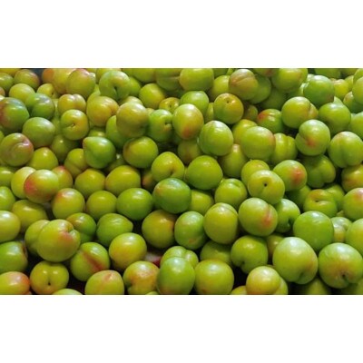先行予約 すもも(大石)1.8kg(450g×4P) ※5月下旬～順次発送予定【mtm006-2】