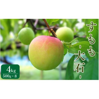 先行予約 すもも(大石)4kg ※5月下旬～順次発送予定 / 和歌山県 田辺市【mtm013】