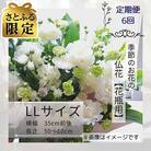 【毎月定期便】【さとふる限定】季節のお花で束ねた仏花【花瓶用】/LLサイズ全6回