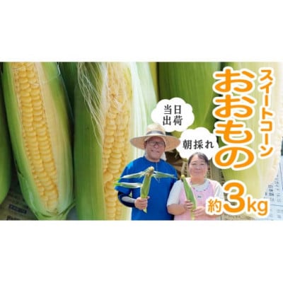 朝採り!スイートコーン「おおもの」約3kg(6本～7本程度)