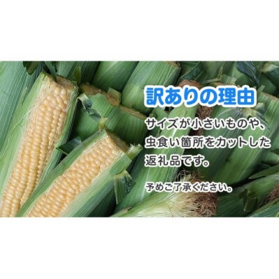【訳あり】朝採り!スイートコーン「味来」約3kg(8本程度)