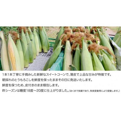 朝採り!スイートコーン「味来」 約5kg(12本～13本程度)