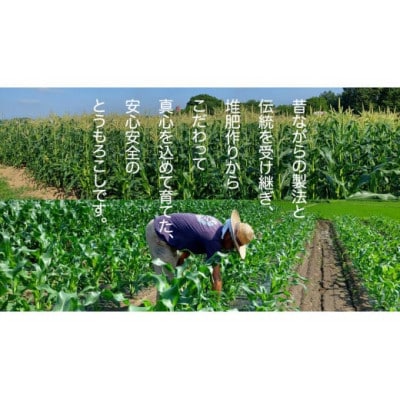 朝採り!スイートコーン「味来」 約5kg(12本～13本程度)