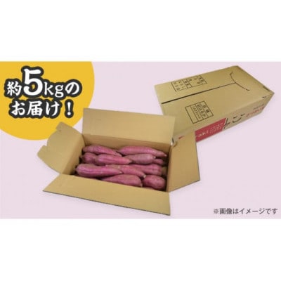 【井上さつま】「シルクスイート」M・Lサイズ　さつまいも　約5kg(土なし)