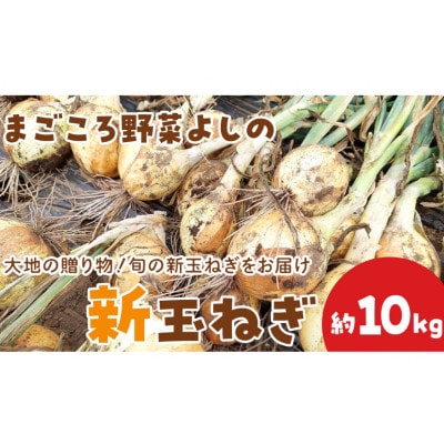 茨城県 筑西市産「 まごころ野菜よしの の 新玉ねぎ 」 約10kg