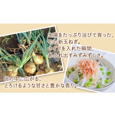 茨城県 筑西市産「 まごころ野菜よしの の 新玉ねぎ 」 約10kg