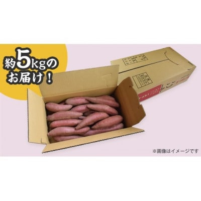 【井上さつま/茨城県特別栽培農産物】「栗かぐや」M・Lサイズ　さつまいも　約5kg(土なし)