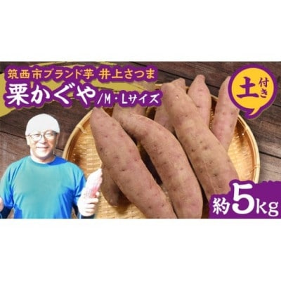 【井上さつま/茨城県特別栽培農産物認証】「栗かぐや」M・Lサイズ　さつまいも　約5kg(土付き)