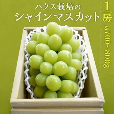 茨城県筑西市産 ハウス栽培シャインマスカット 1房(約700～800g)
