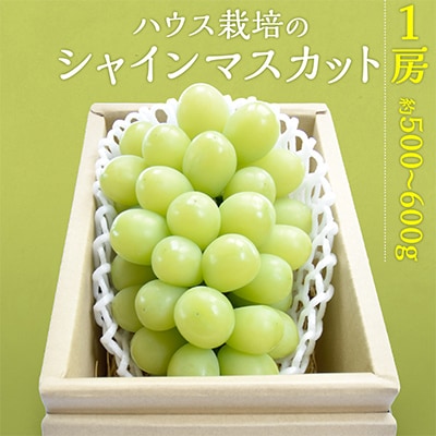 茨城県筑西市産 ハウス栽培シャインマスカット 1房(約500～600g)