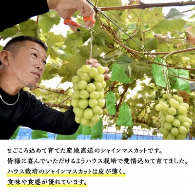 茨城県筑西市産 ハウス栽培シャインマスカット 1房(約700～800g)